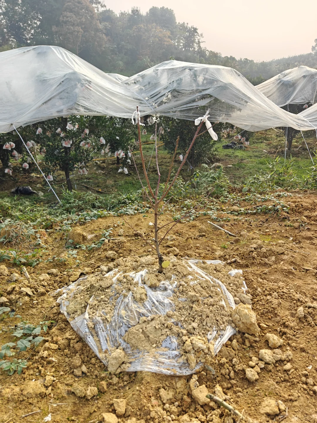 想看看你们种的挂满枝头的水果?