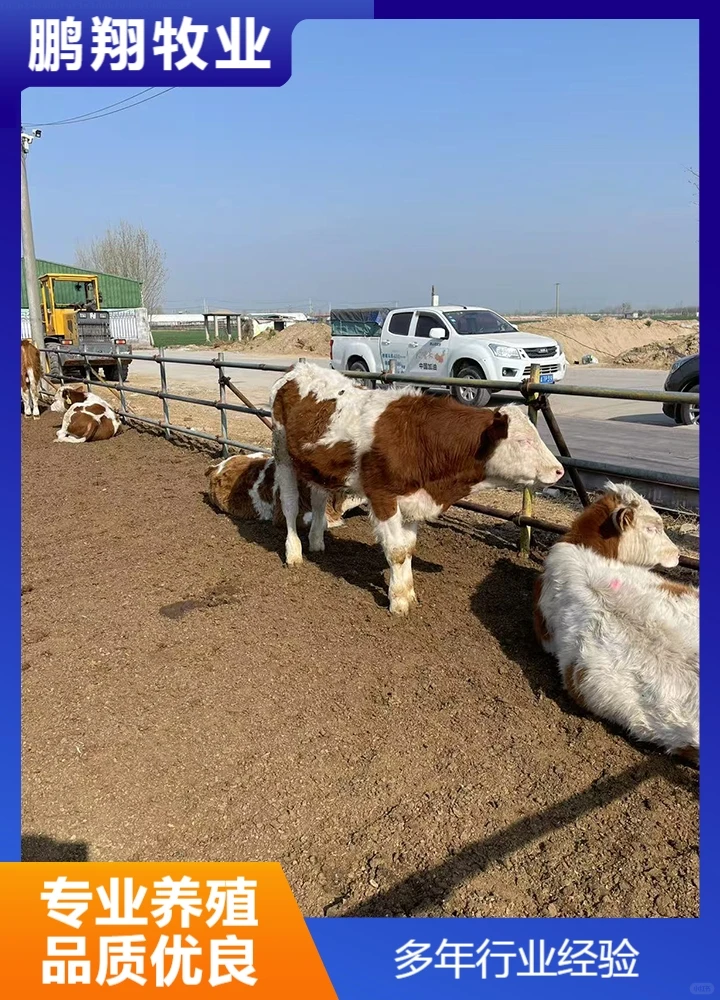 鹏翔牧业肉牛
