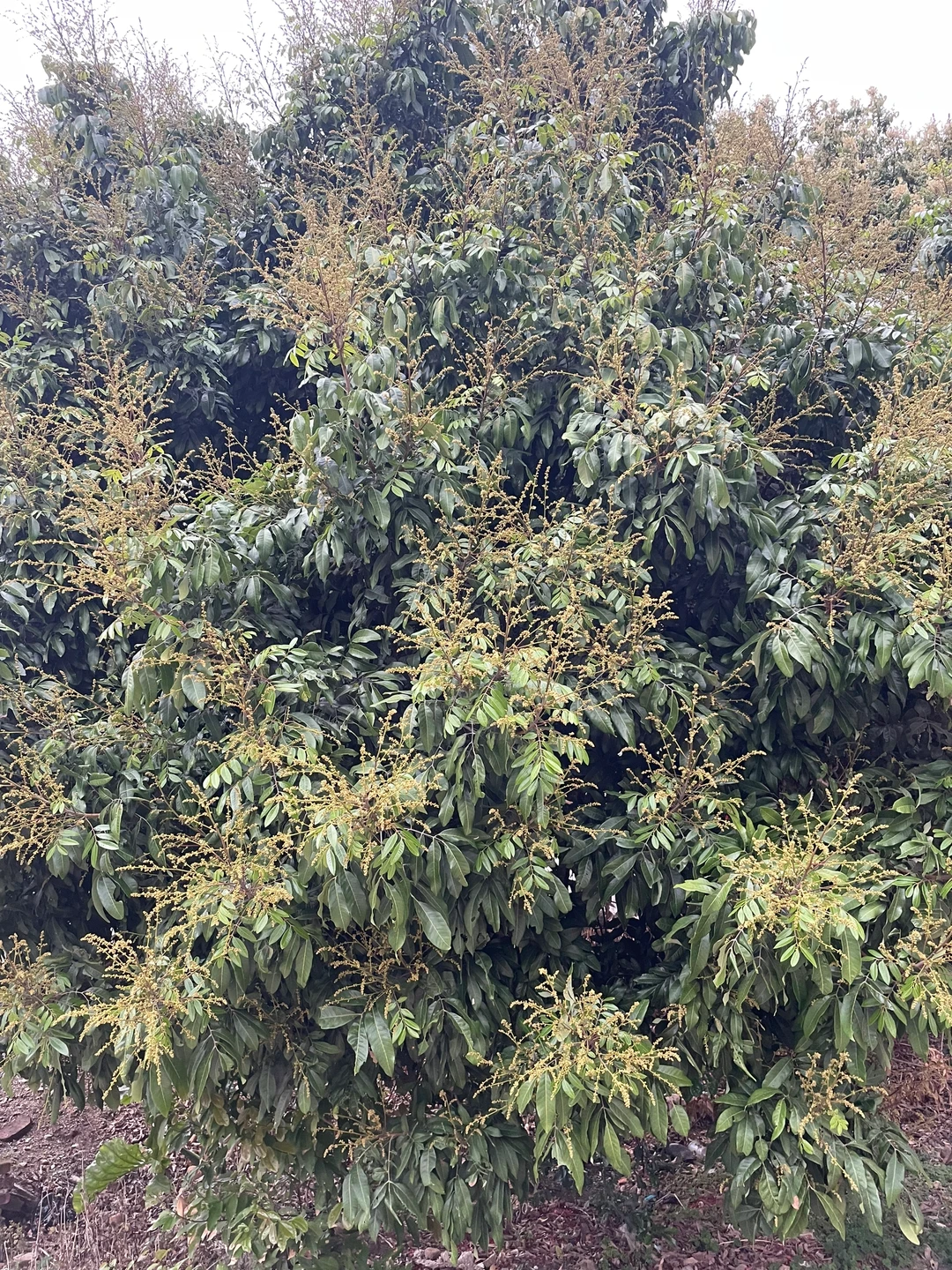 哇塞，期待结满果的那天