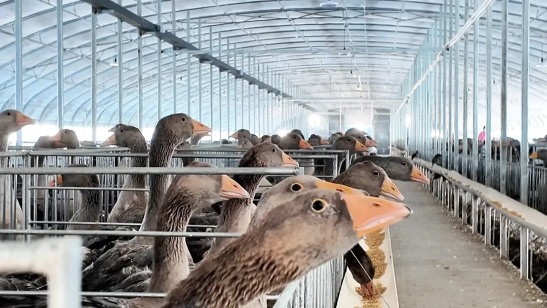 黑龙江的鹅肝产业你知道吗  