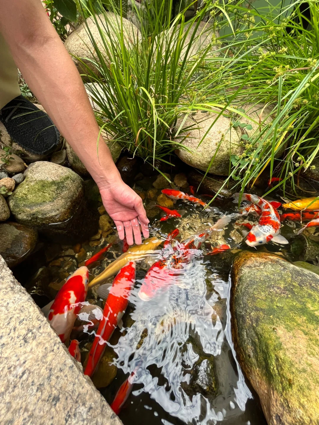 鱼池的水如何变干净？看完就懂了
