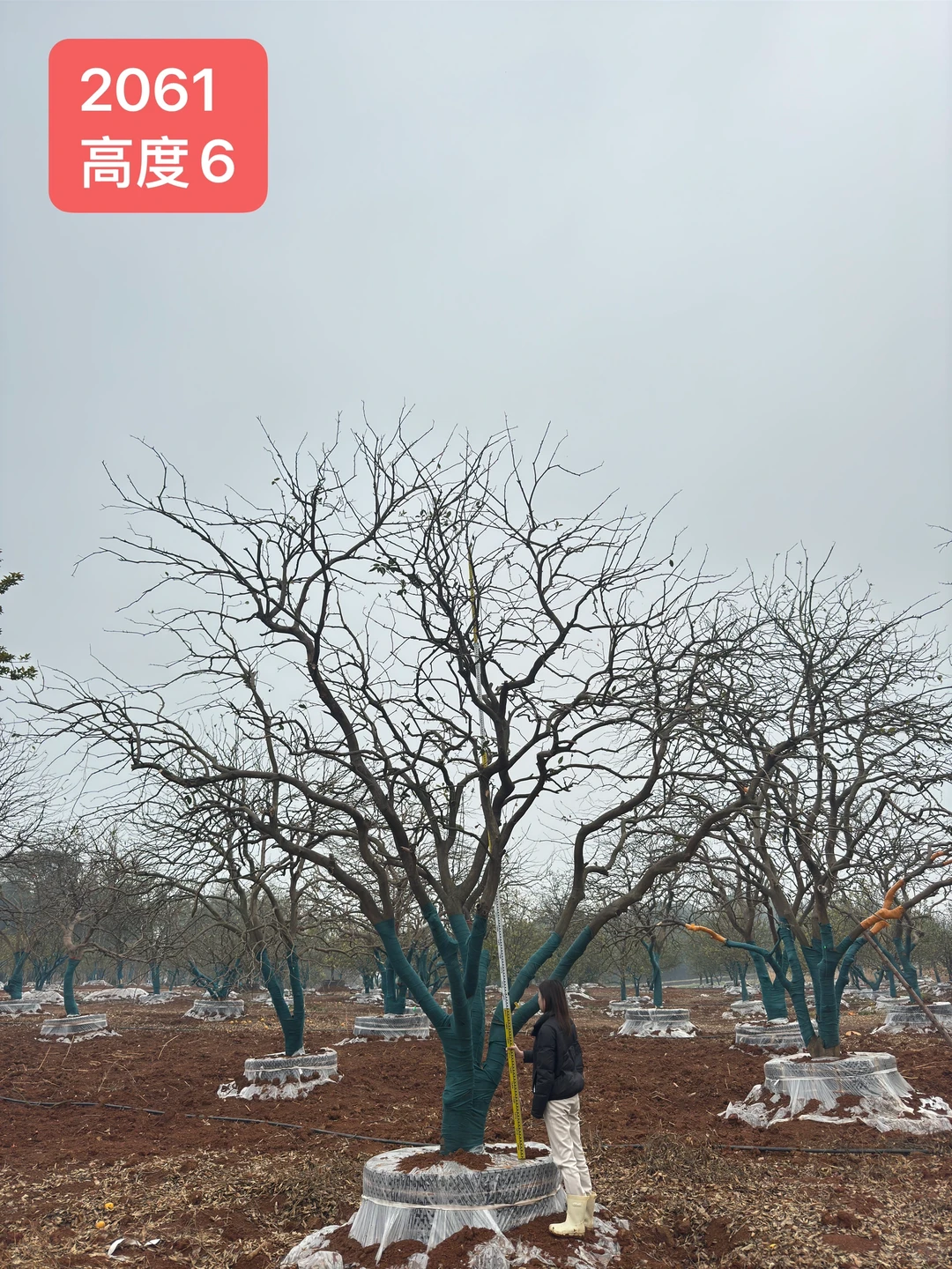 自产自销，新苗直供❤️