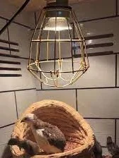 买了个20块养殖场灯暖到跺脚 ！??