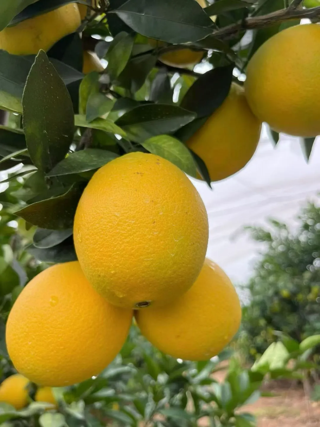 百因必有果，想买脐橙就找我