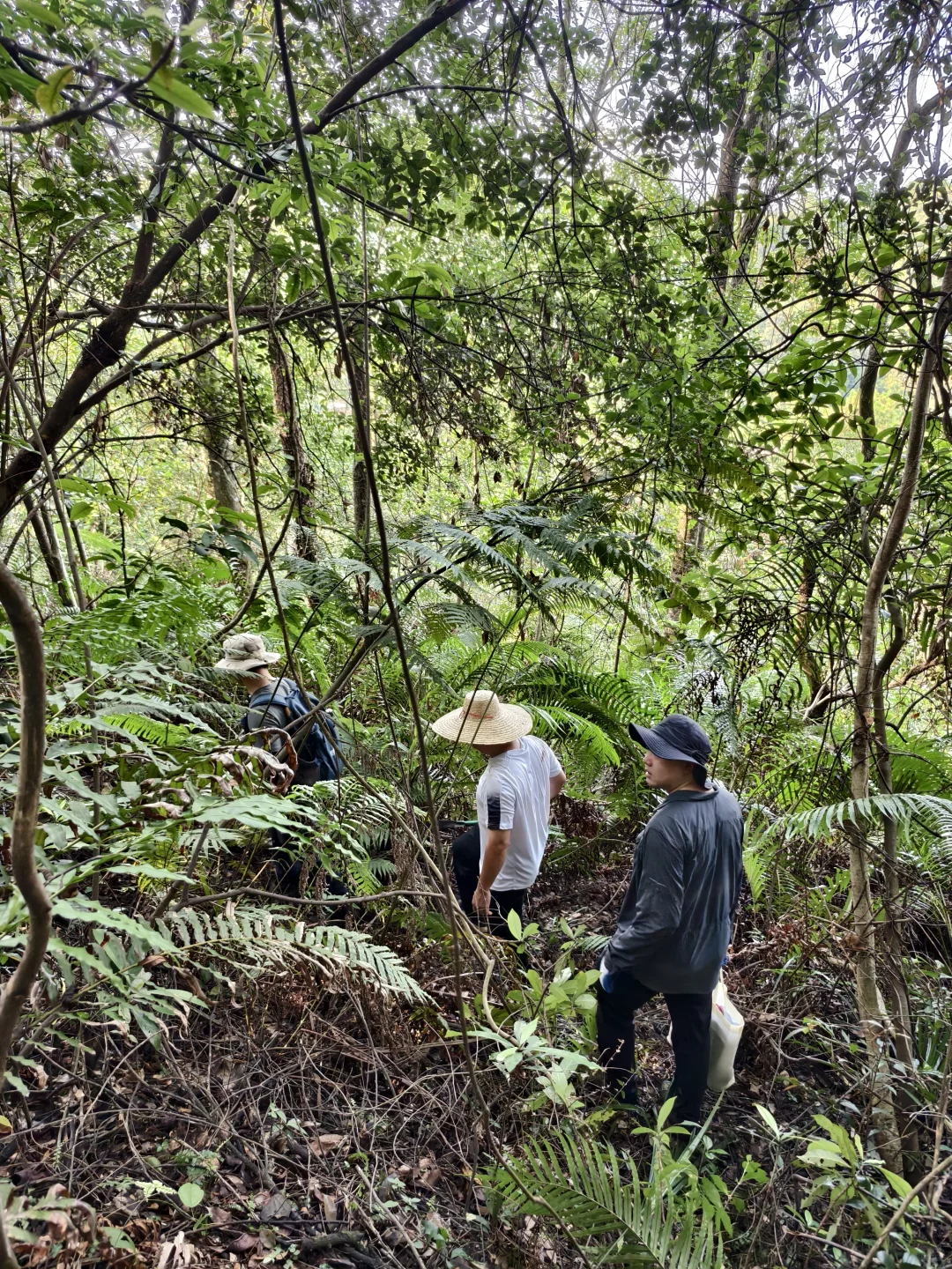 肇庆 丨世界巡护员日 林业技术员的日常