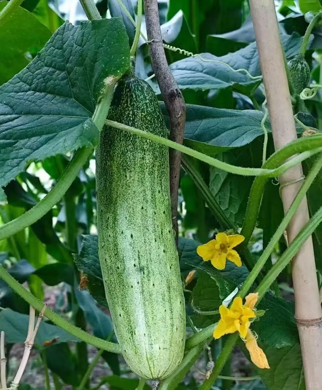 自给自足的葡萄季?