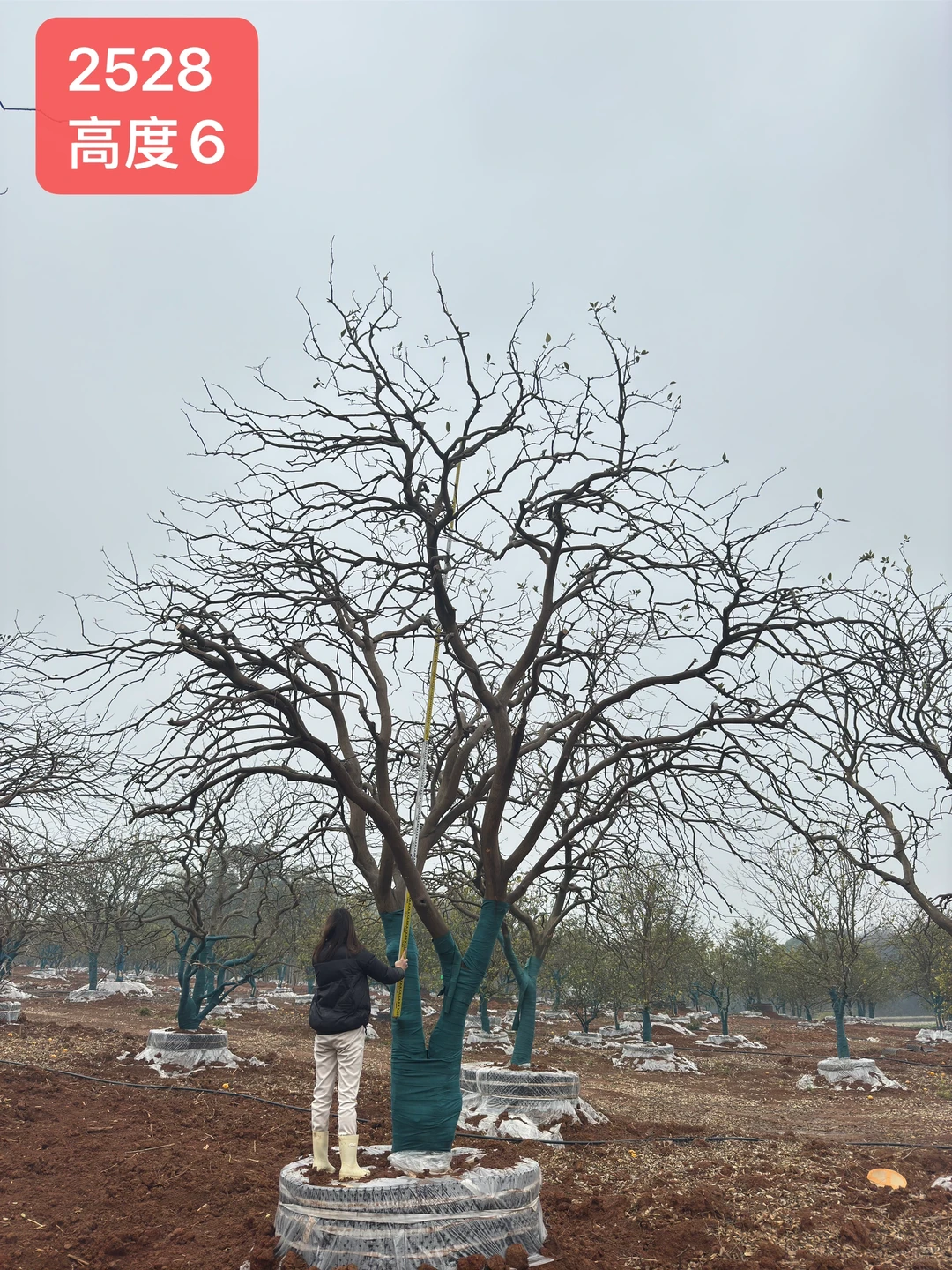 自产自销，新苗直供❤️