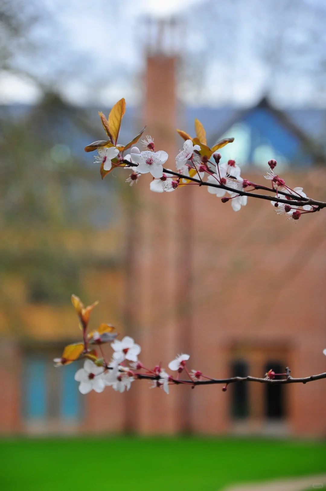 从剑桥大学新红砖图书馆去重新看待陶磊翻车