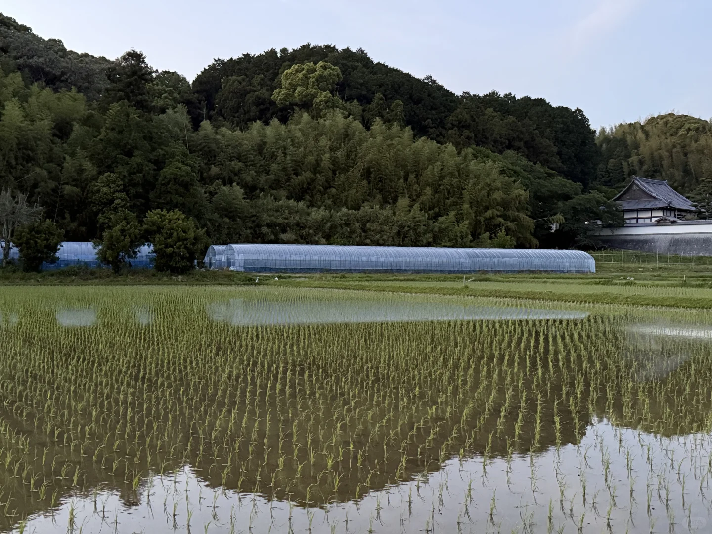 如何在日本做农业，你想问的我有系统方案