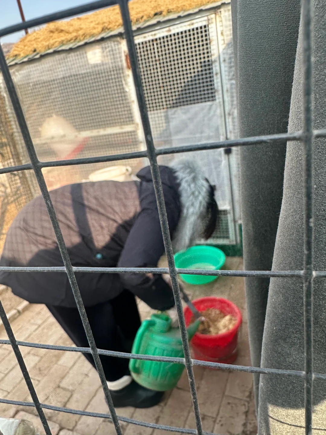 记录一下，养鸡进入第三个年头了