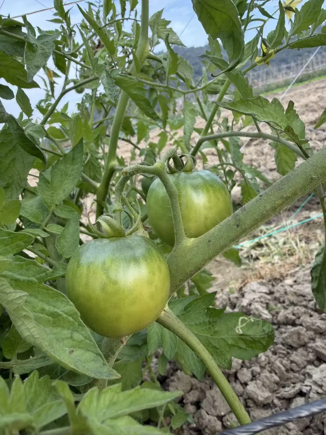 哇，没想到澄海也有这么新奇的水果番茄