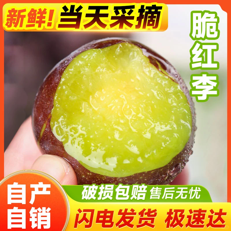 吃李子的季节到了 脆甜可口