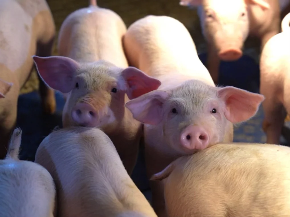 ?食品副产物怎么拿来喂猪？