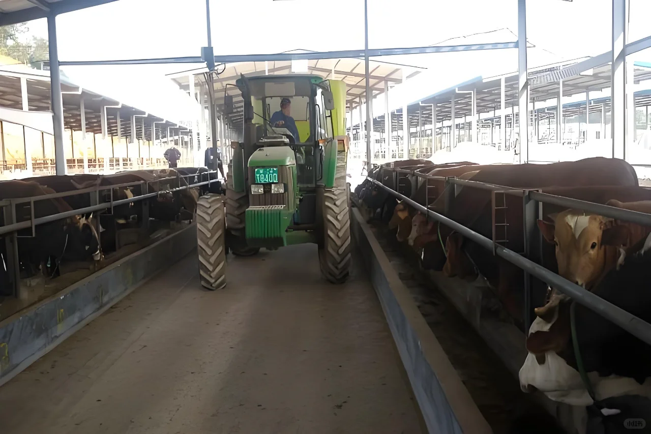 养牛人如何正确选择适合自己牛场的TMR？