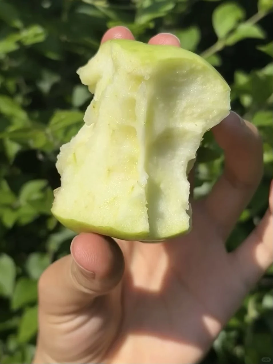 多吃青苹果气色真的会变好