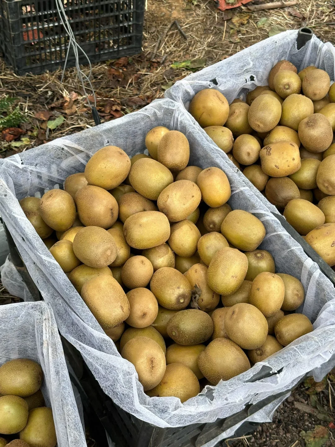 水果种植户来打破信息差