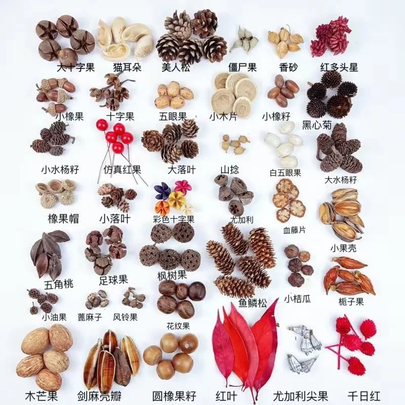 认识秋天的果实