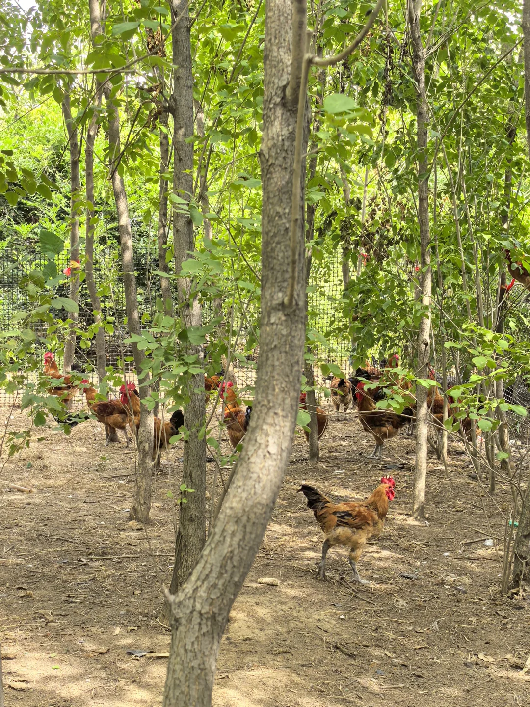 农村散养大公鸡太漂亮啦