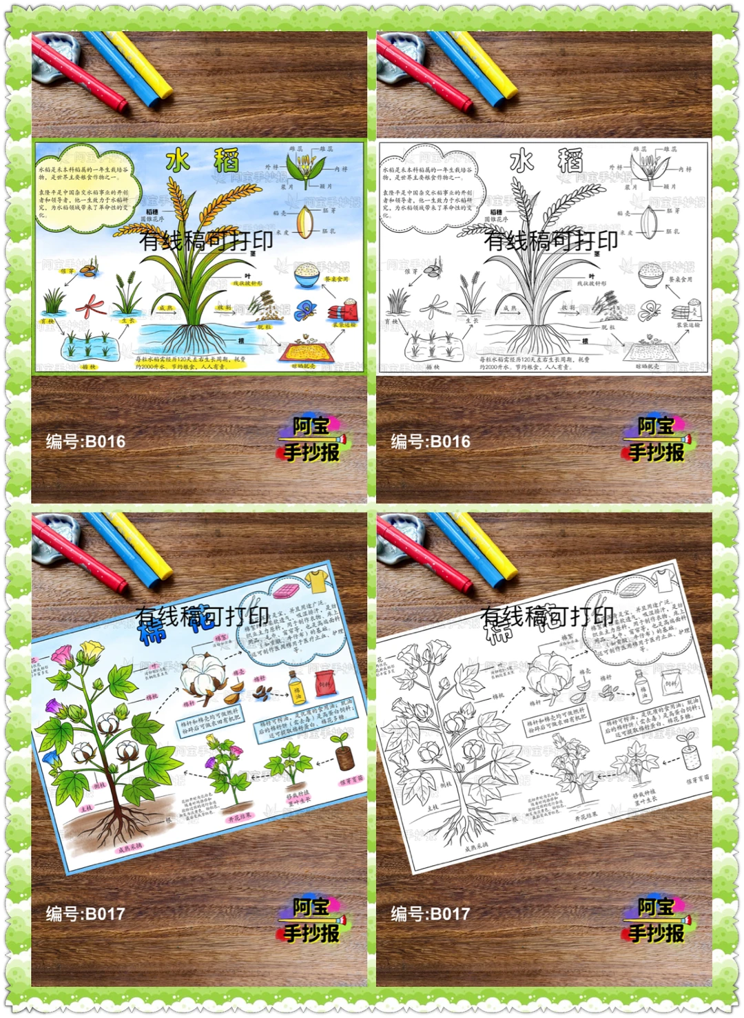 蔬菜水果类的自然笔记手抄报合集