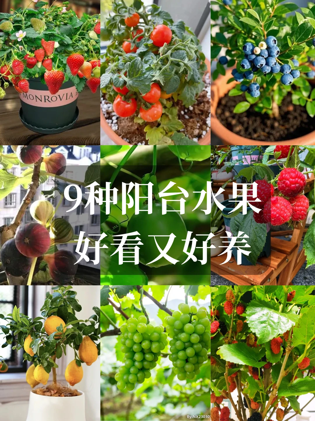 直接水果自由❗在阳台你就种这9种水果√