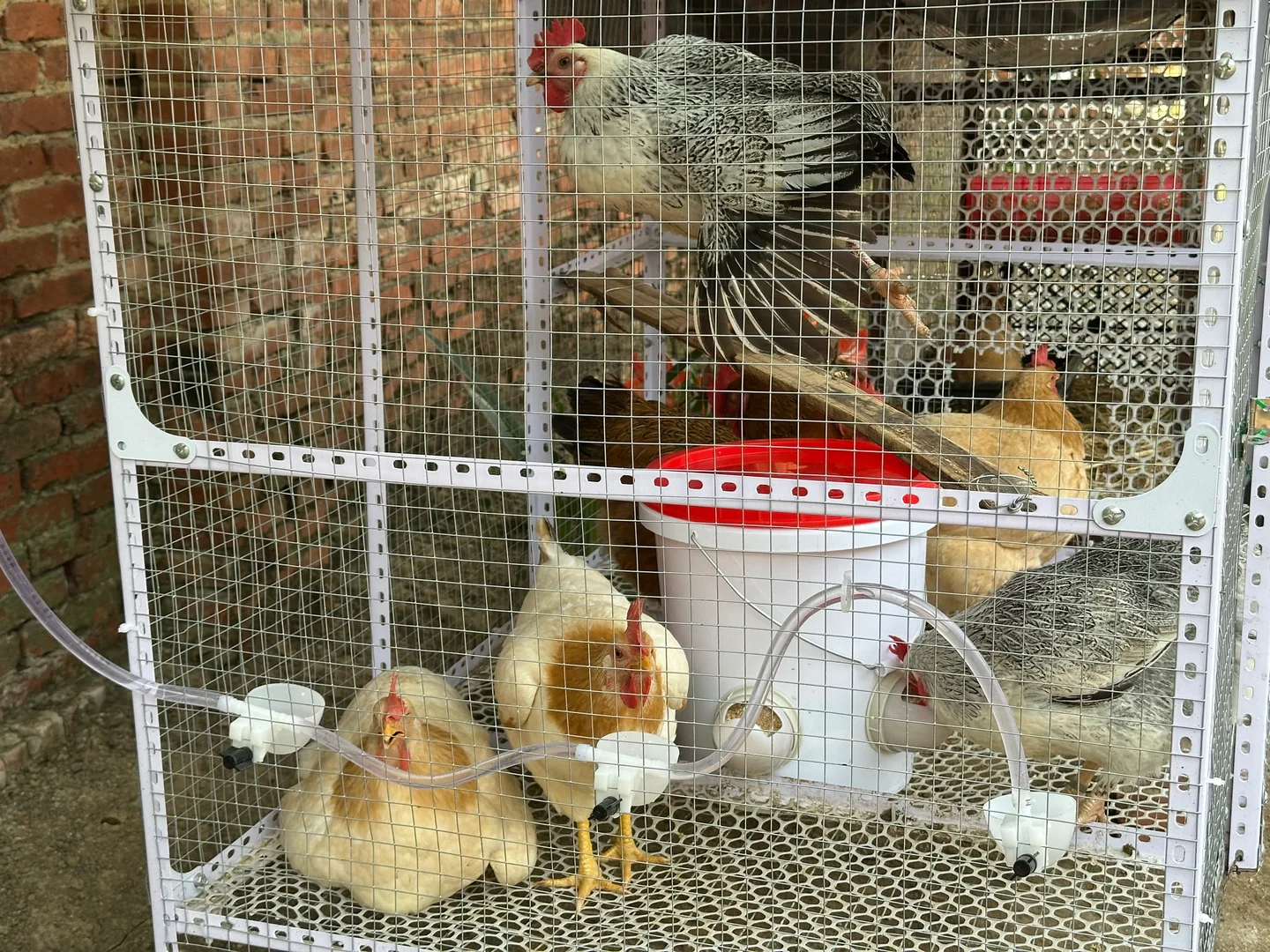 鸡舍安装自动饮水器+喂食器方便很多啊！