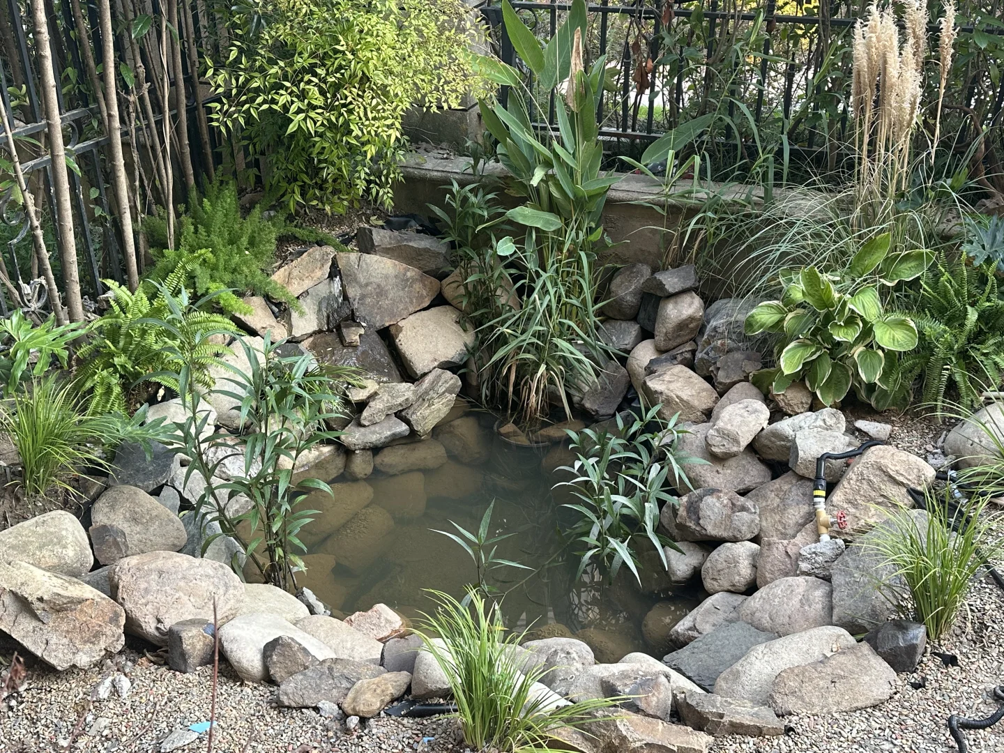 鱼池水质净化血泪史?看看你的鱼池