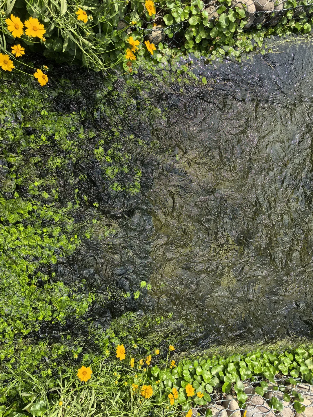 这不是公园，是污水处理厂