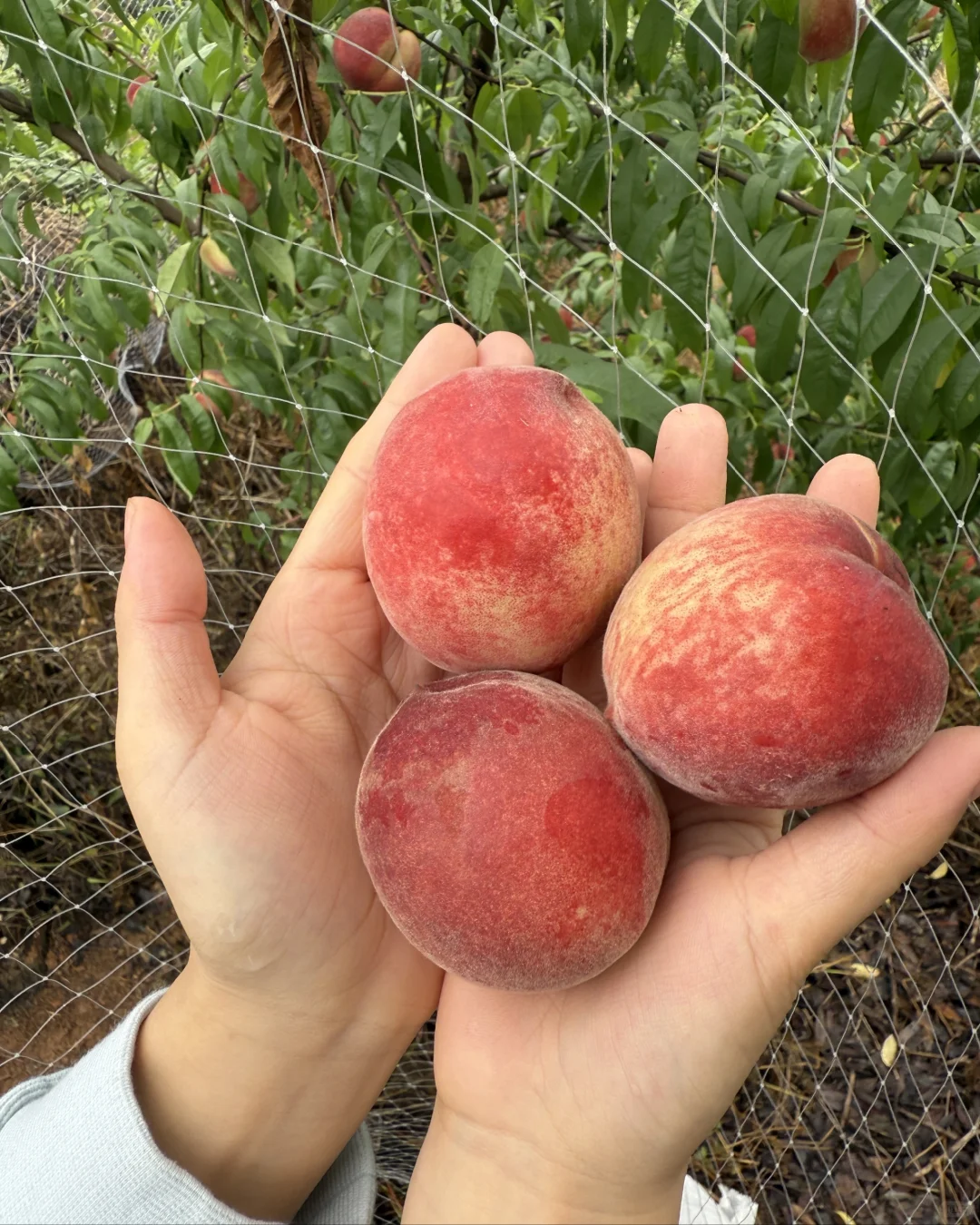 想看看你们种的挂满枝头的水果?