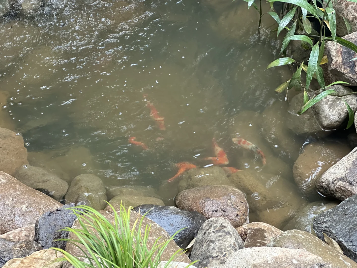 鱼池水质净化血泪史?看看你的鱼池