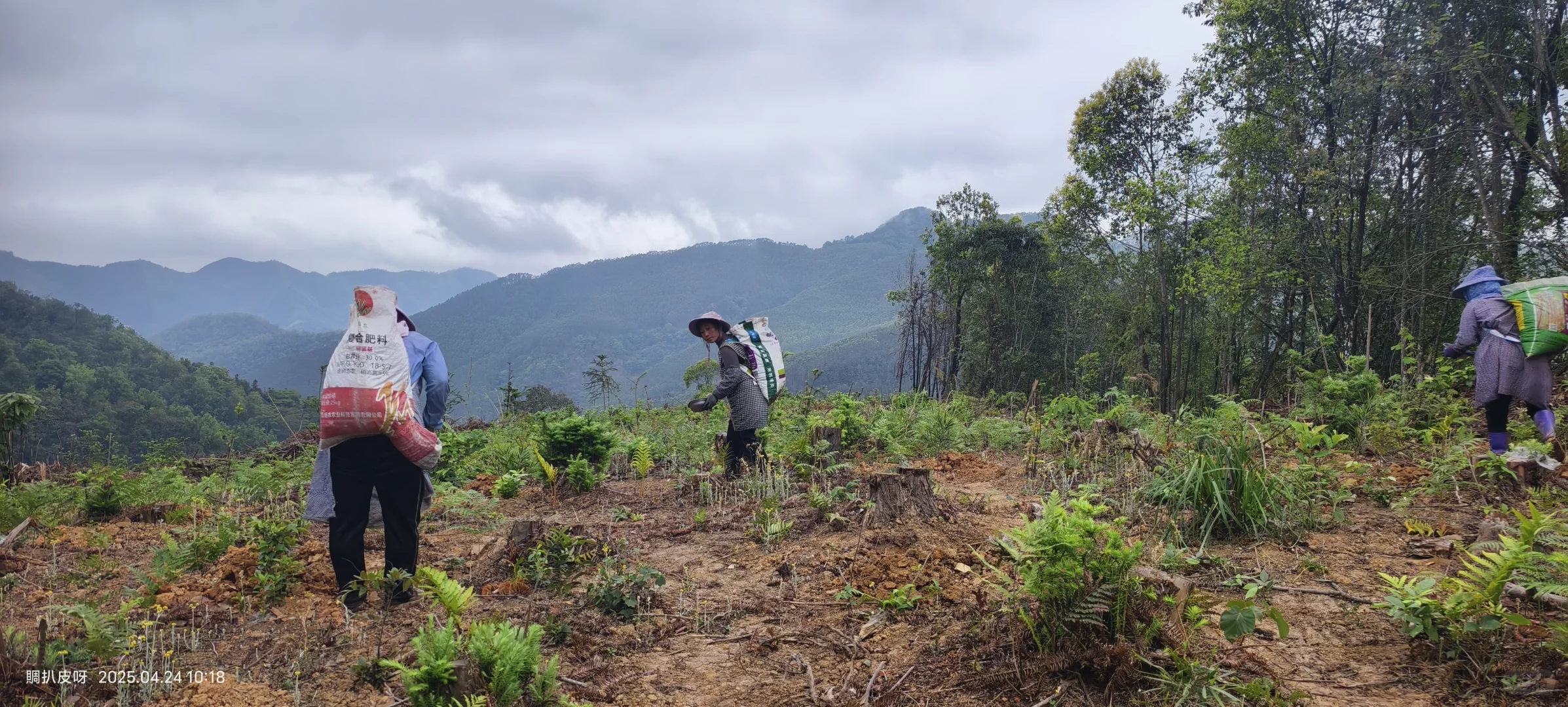 林业基层日常工作记录11