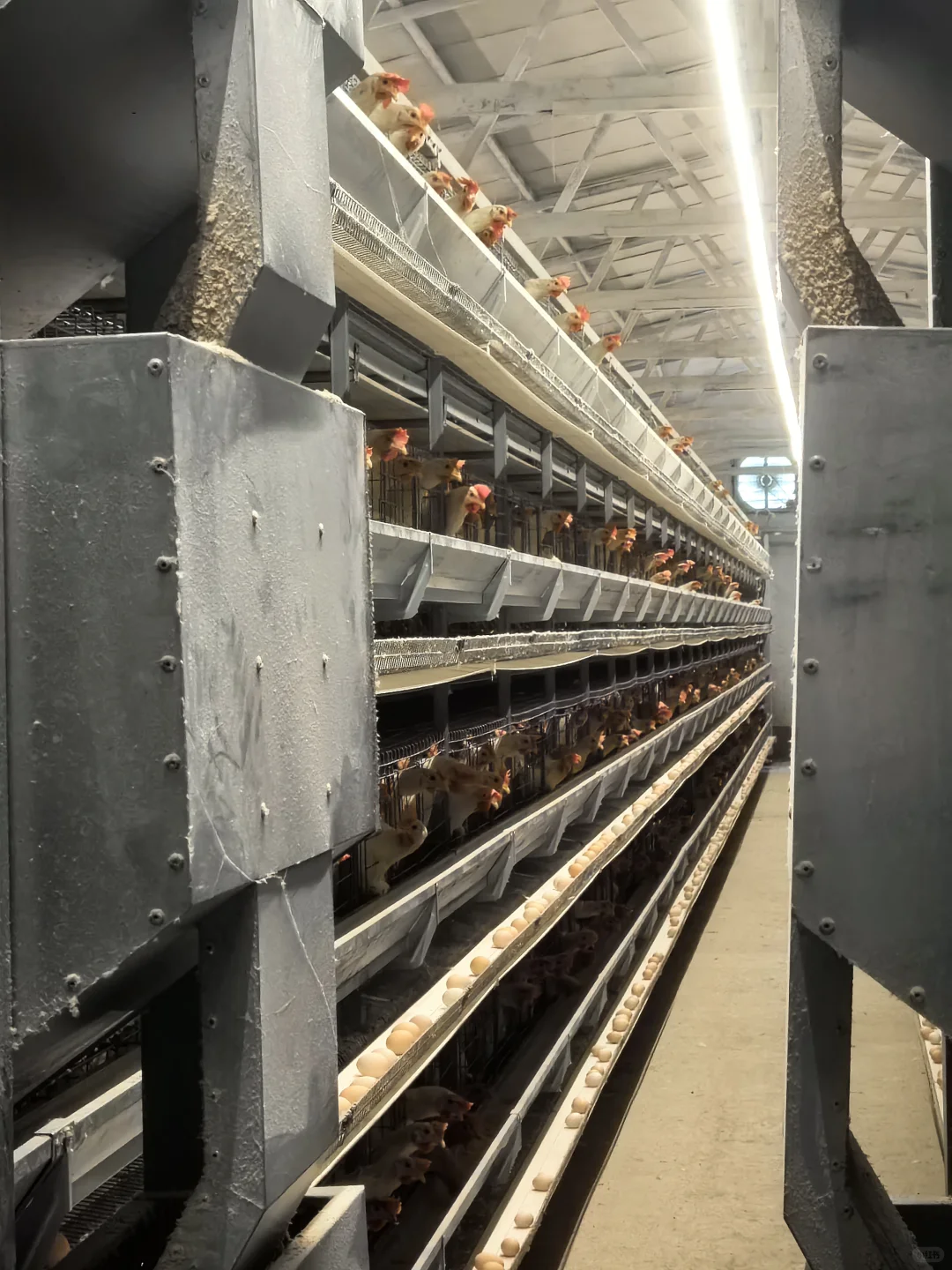 现代化养鸡场 咯咯哒