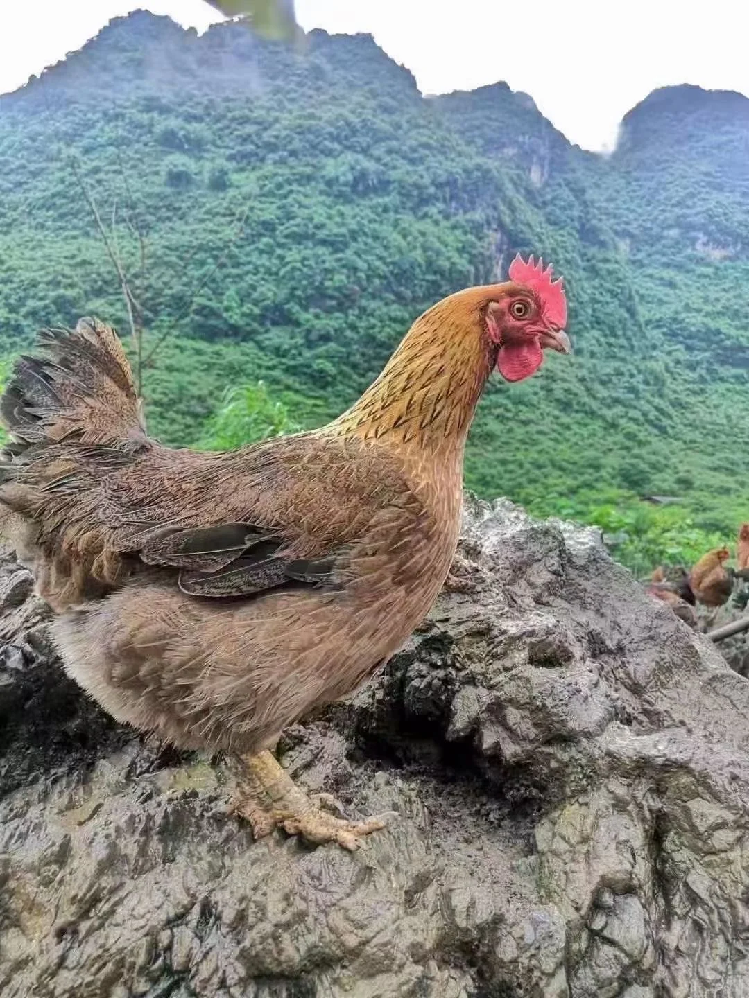 你们要找的生鲜鸡供应链在这！