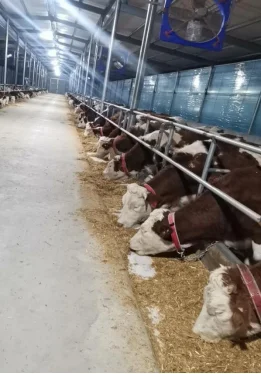 泽牧久远6.17今日分享：牛栏和牛槽