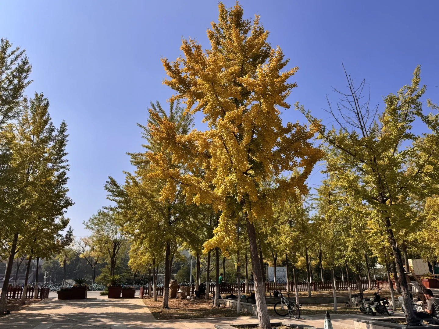 北理图书馆｜你有这样的美景留住我?