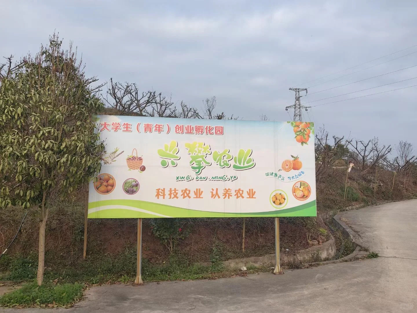 种一棵树?，收获一年果实?