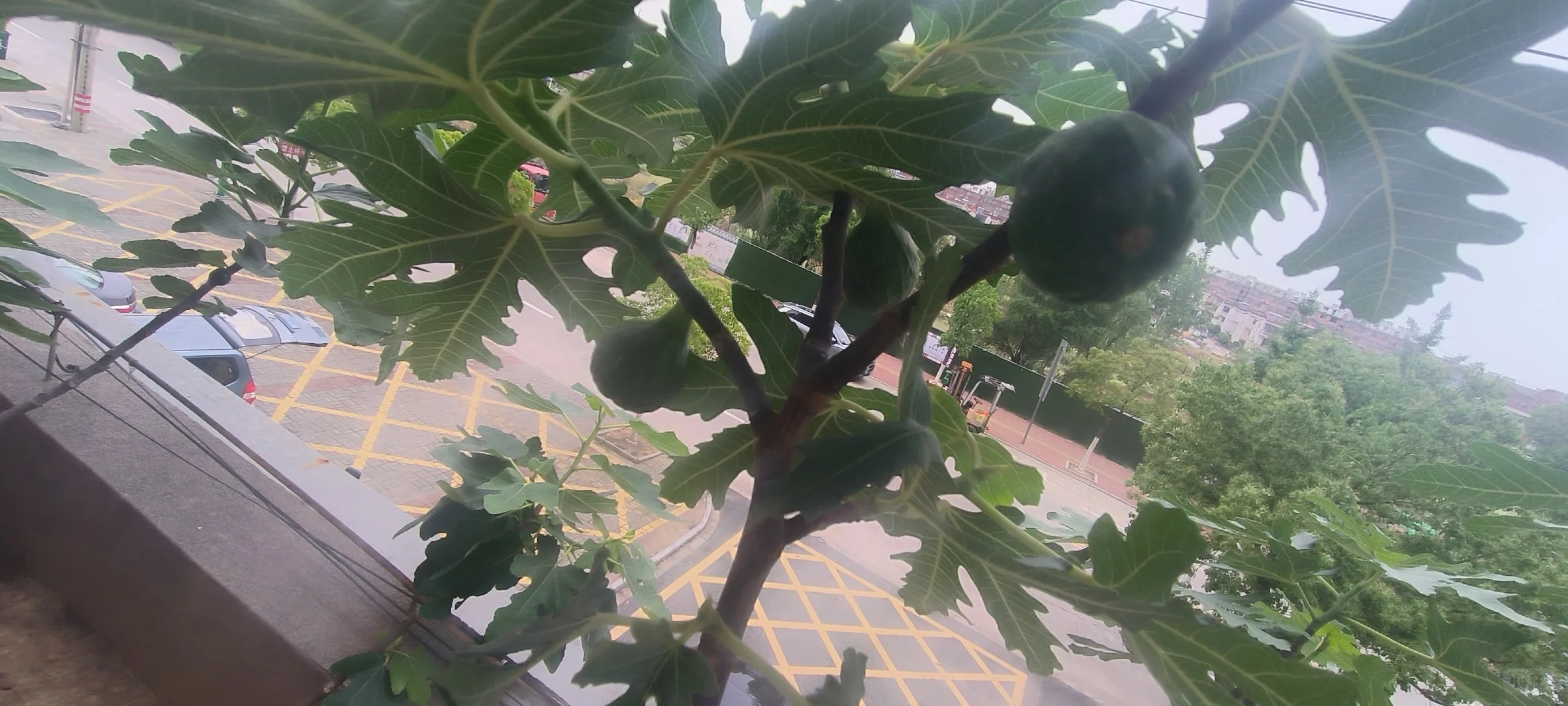 春果挂枝头，期待下个月成熟