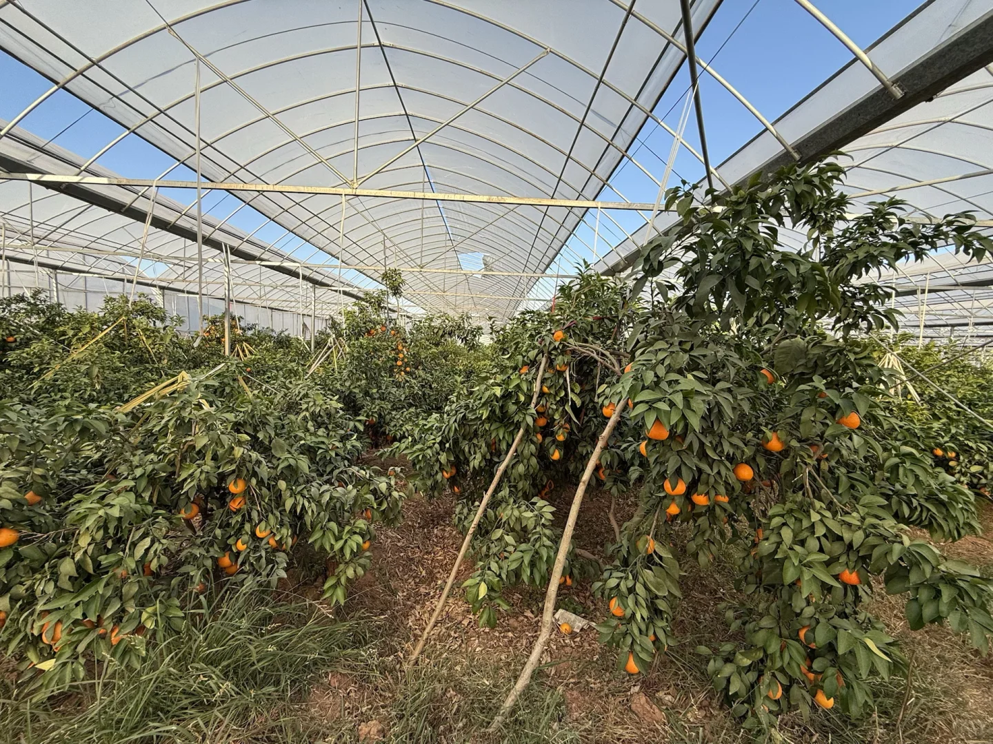 助农人在线蹲！！