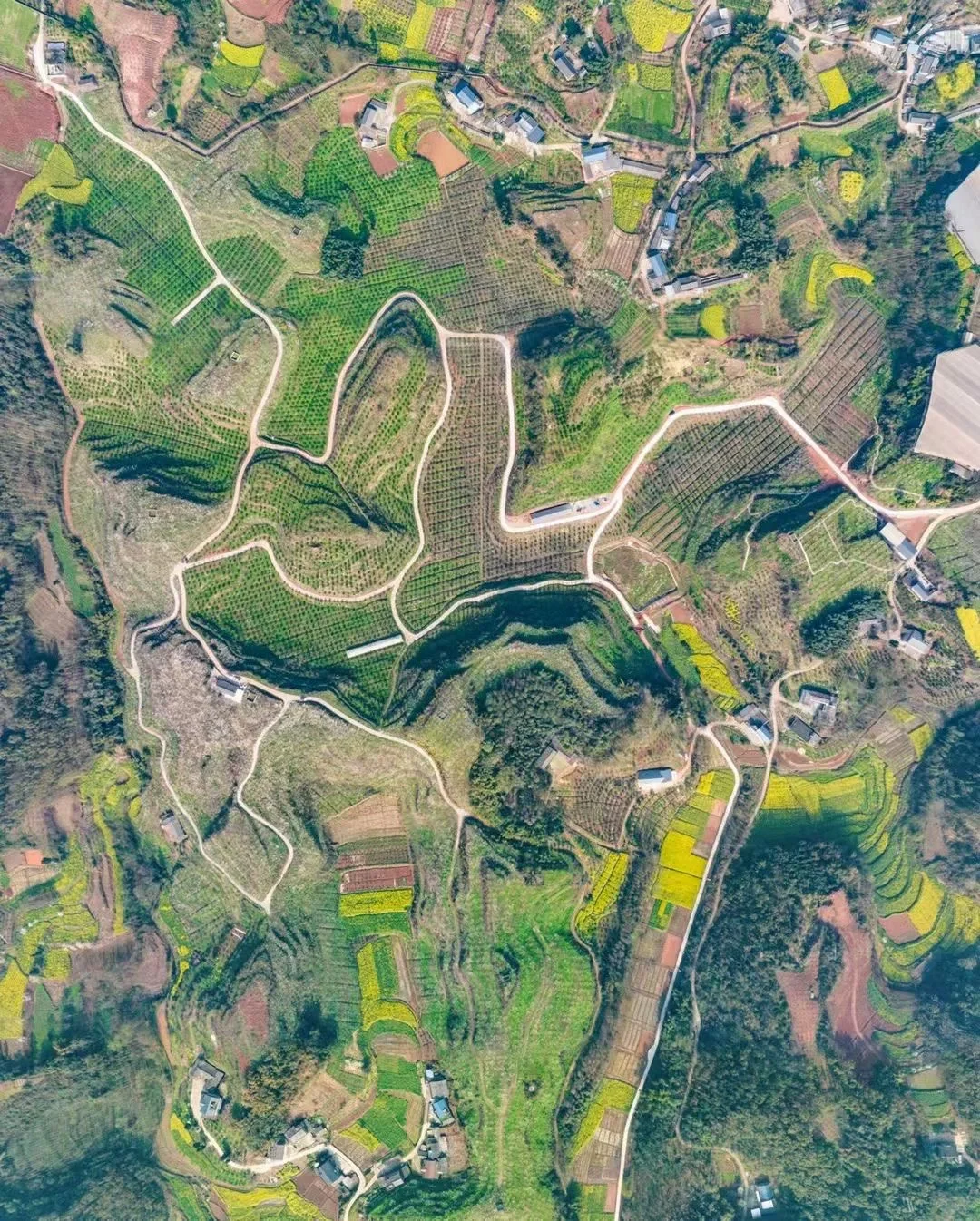 种一棵树?，收获一年果实?