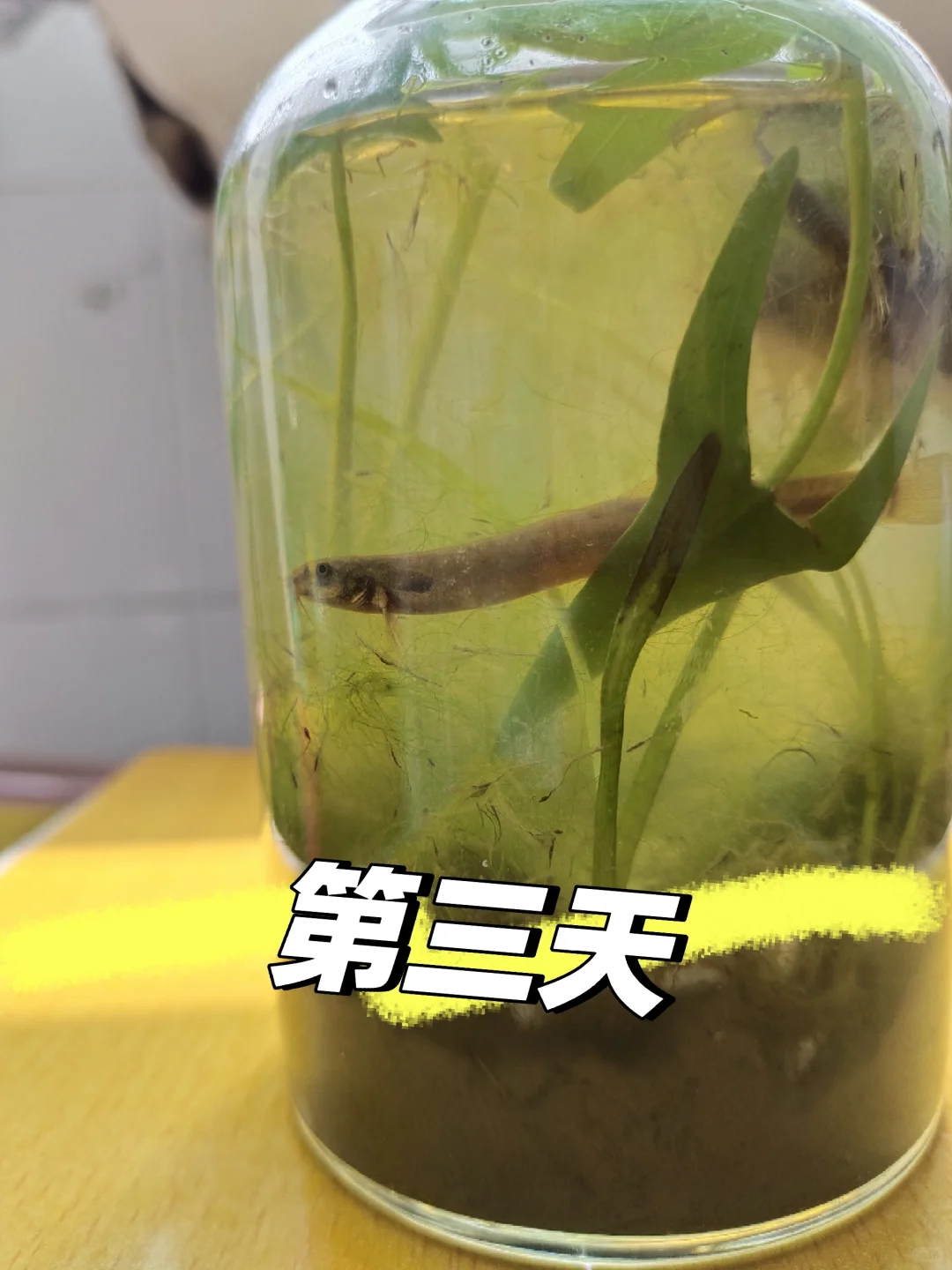 生态瓶