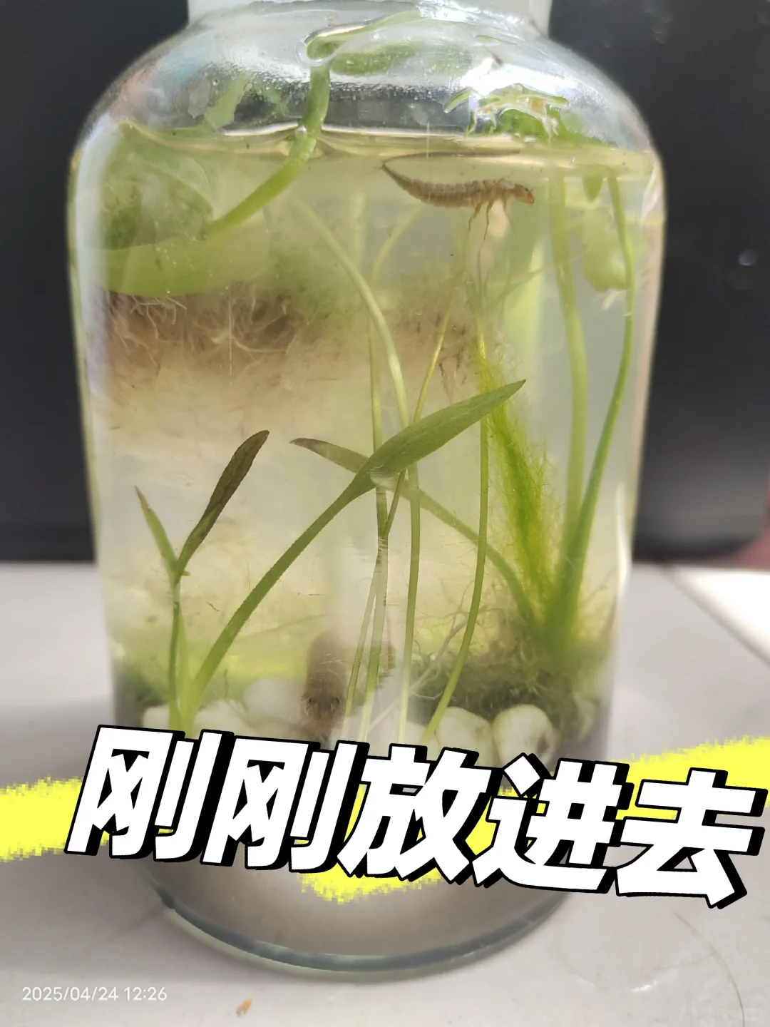 生态瓶
