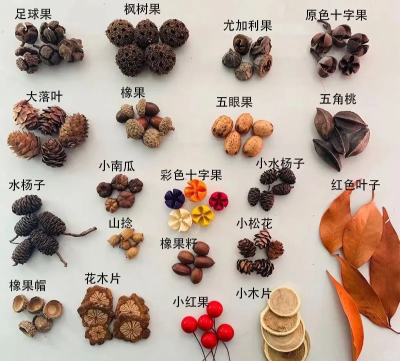 认识秋天的果实