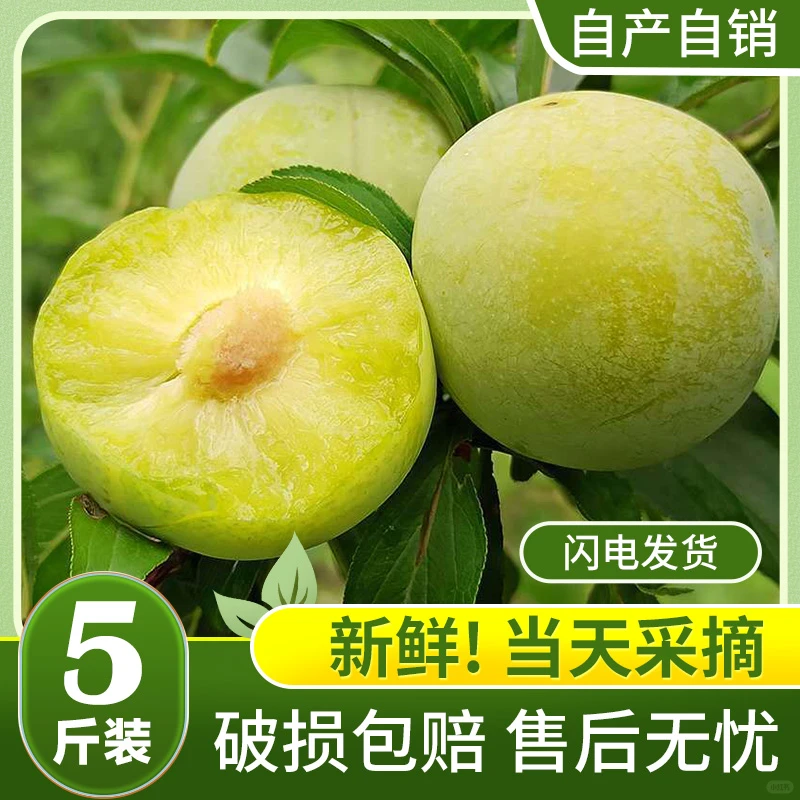 吃李子的季节到了 脆甜可口