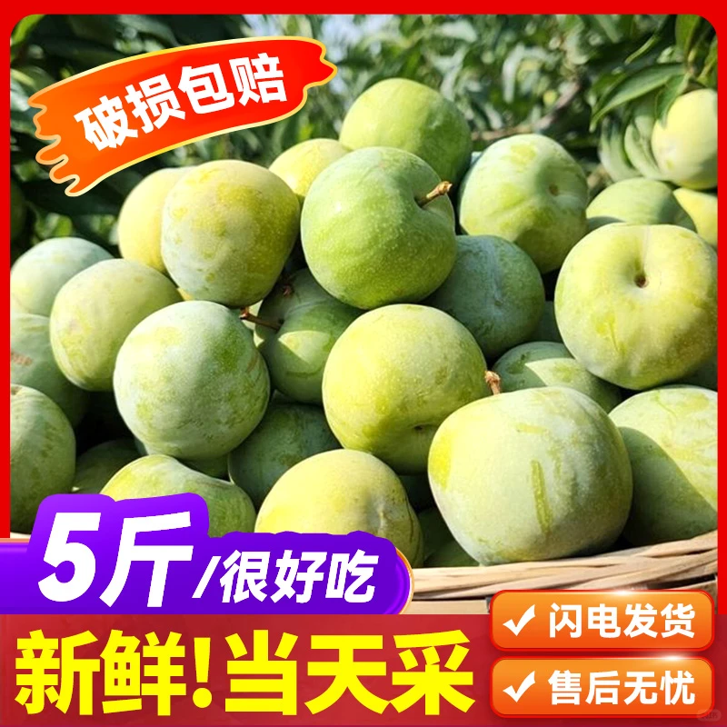 吃李子的季节到了 脆甜可口