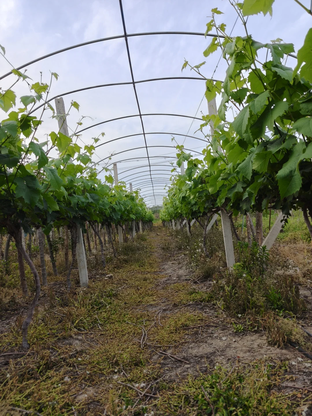 今年的葡萄，?已经有果果了哦