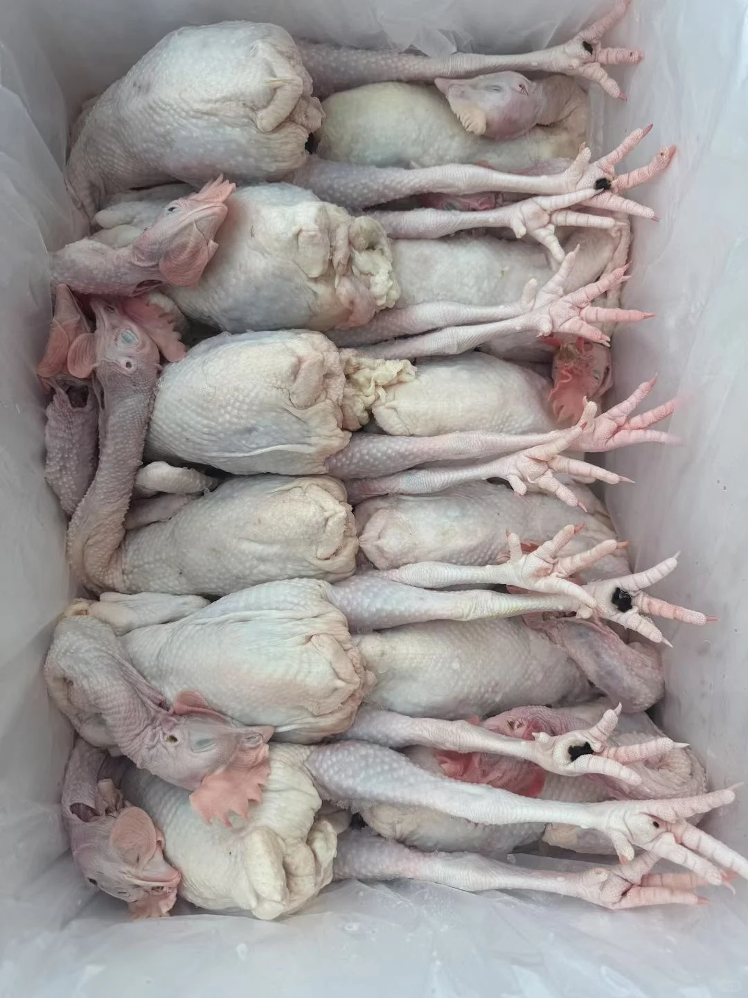 你们要找的生鲜鸡供应链在这！