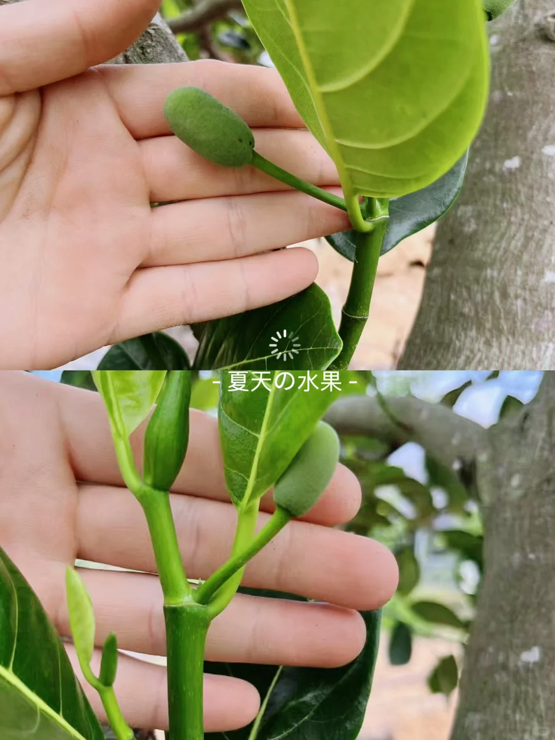 新一季的水果又要来啦～???