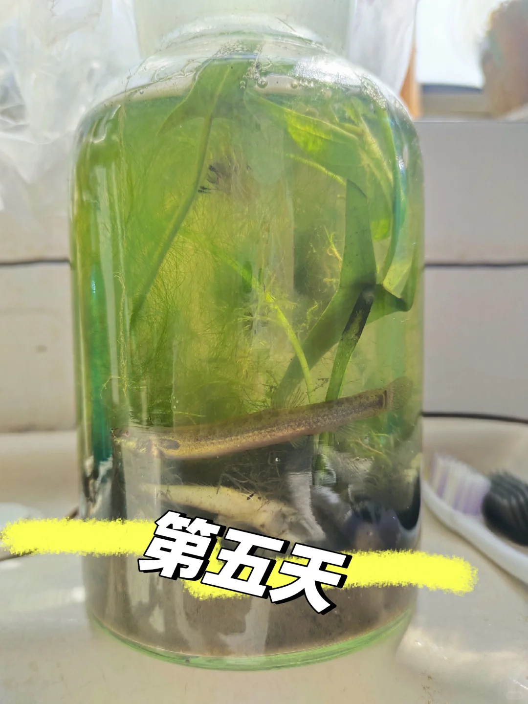 生态瓶