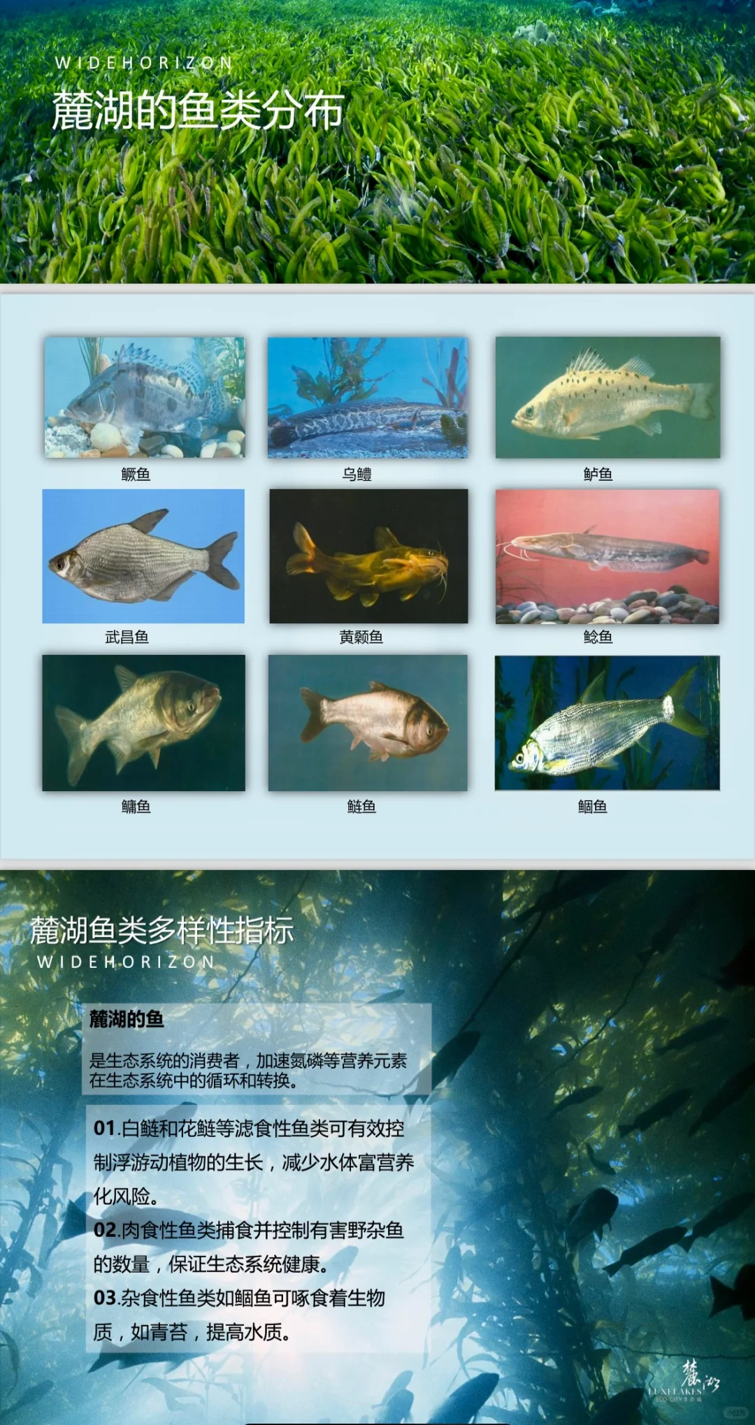 探秘麓湖｜麓湖的水以后会一直清澈吗