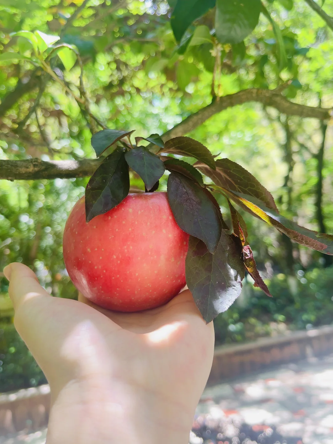 苹果可不是无聊的水果