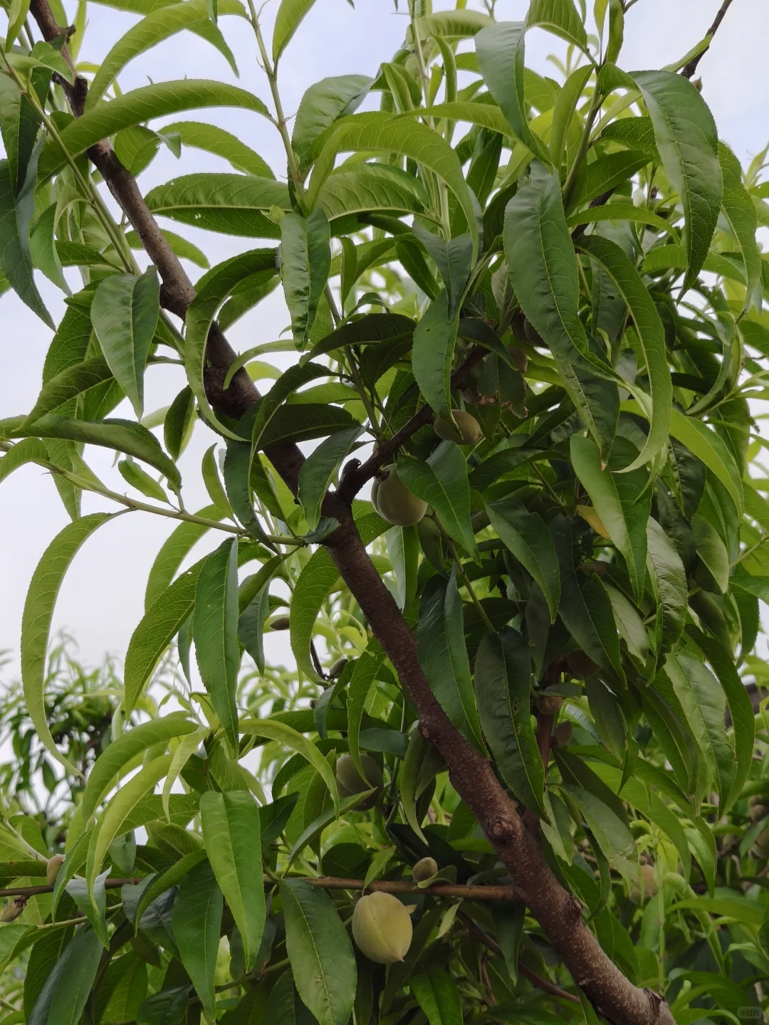 今年的葡萄，?已经有果果了哦